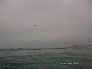 Ένα χελιδόνι της θάλασσας (είδος χειμωνιάτικου γλάρου) πετάει πάνω από τα νερά του Φαλήρου με φόντο τον Πειραιά και τη Σαλαμίνα.