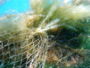 Ο Πιερ Υβ Κουστώ, εγγονός του αξέχαστου και αξεπέραστου Ζακ Υβ τα λέει ghost nets. Δίχτυα φαντάσματα, που στοιχειώνουν τους βυθούς παγιδεύοντας ψάρια και σήμερα ανασύραμε δύο από Σαλαμίνα.