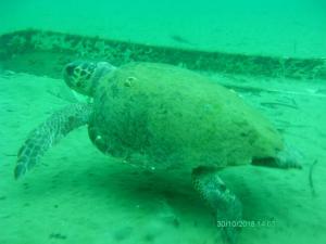 Μετά από 13 μήνες και μία βδομάδα επανεμφανίστηκε θαλάσσια χελώνα. Άραγε να προμηνύει ήπιο ή, βαρύ χειμώνα;